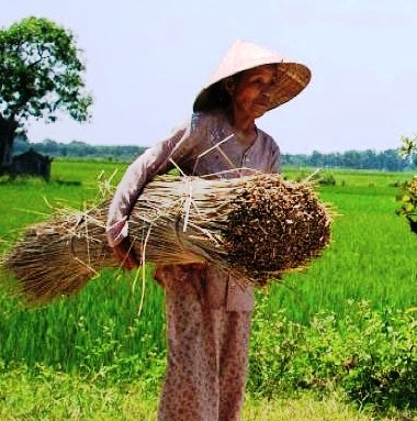 cây bàng khô